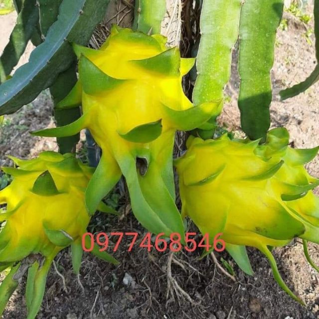 Cây giống thanh long vỏ vàng nhập khẩu Thái Lan nguyên bản.