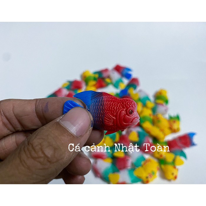 CÁ LA HÁN GIẢ NHỎ LÀM CÁ KÈ CHO LA HÁN