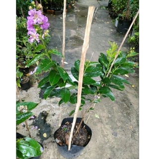 Chậu hoa bằng lăng thái chưa ra hoa ( cao 50-80cm )