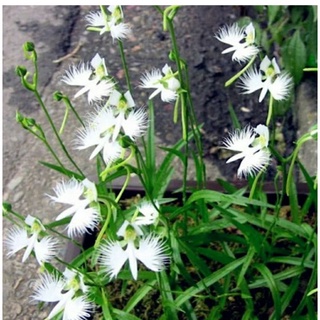 Lan Bạch Hạc trắng