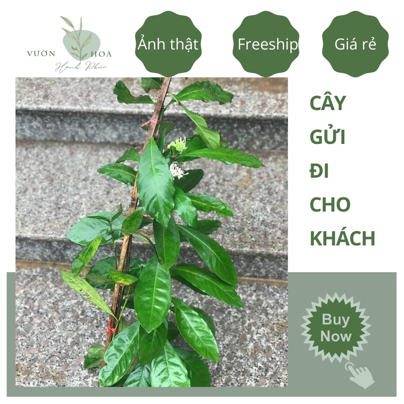 Cây mẫu đơn ta đại đoá, cây bông trang hoa trắng cao 40cm, hoa thơm nở quanh năm, trang trí sân vườn lỗi 1 đổi 1