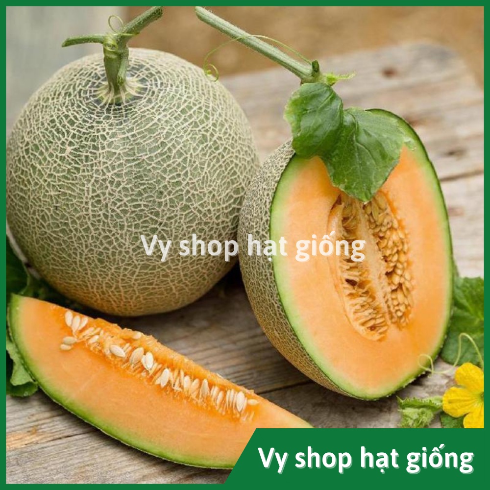 Hạt giống dưa lưới ruột cam Lemon Cat Thái Lan nguyên gói 50 hạt