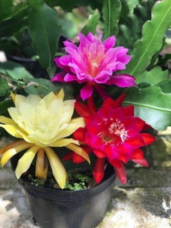 cây giống hoa nhật quỳnh