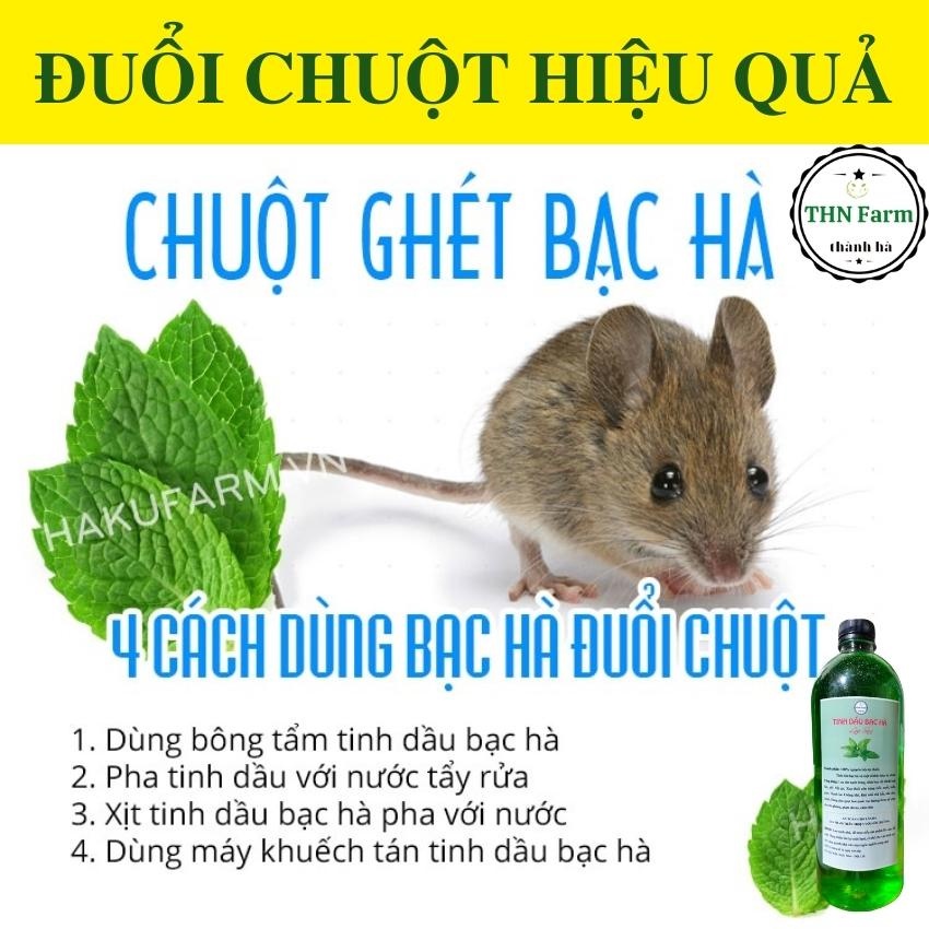 Dung Dịch Nước Lau Sàn Tinh Dầu Bạc Hà -Đuổi Muỗi-Chuột -Khử mùi-Diệt Khuẩn, Chống Côn Trùng. Tặng quà khi mua 1 chai