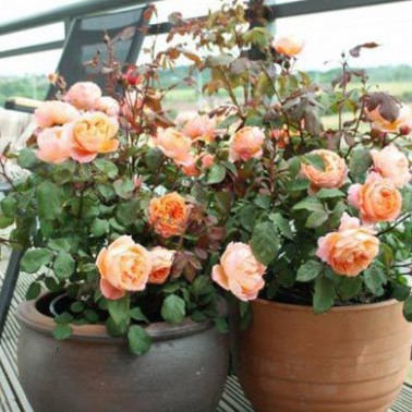 Hạt Giống Hoa Hồng Bụi Mix Đủ Màu (gói 30 hạt, tặng phân)