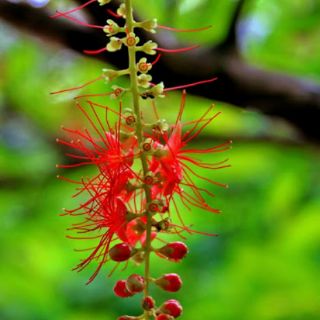 Cây 🌲 Lộc Vừng đỏ  cao 1m6 ( đang hoa)