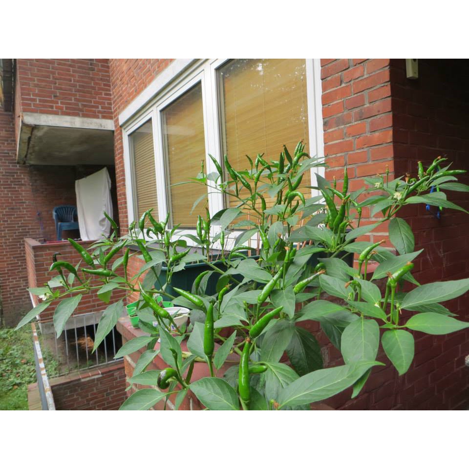 HẠT GIỐNG ỚT CHỈ THIÊN SIÊU CAY