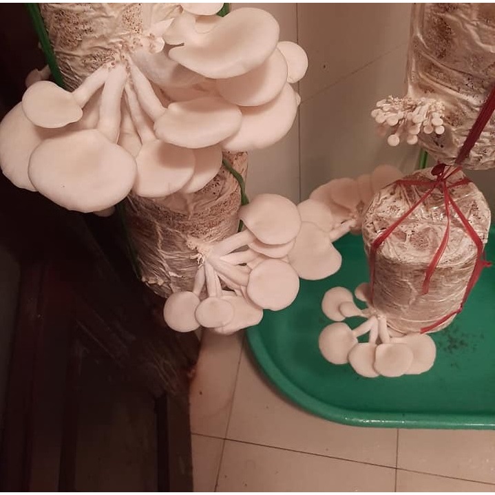 Phôi Nấm Bào Ngư, Phôi Nấm Tự Trồng Giá Tại Trại - Loại dễ chăm và năng suất