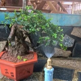 Béc phun sương đồng chân ren 21