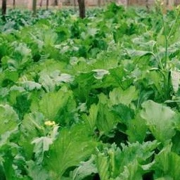 Gói 1kg Hạt giống rau cải mèo Hà Giang- gói 1kg