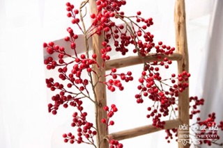 Dây 2 mét trái đỏ cherry (đào đông)
