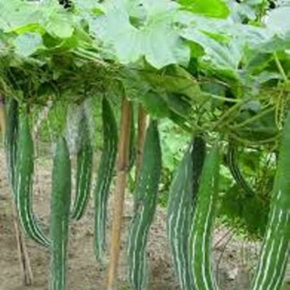 HẠT GIỐNG LẶC LÀY (MƯỚP NGỌT) 5gr