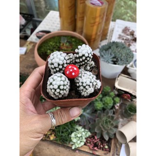 Xương rồng Cầu Tuyết