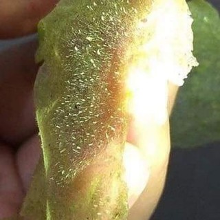 gel lột mụn siêu dính nofa extra