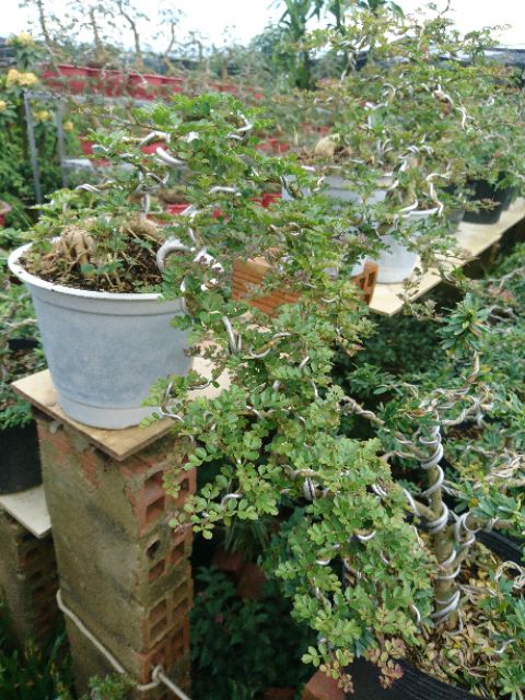 Cây cần thăng bonsai