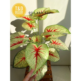 CÂY MÔN CẢNH 60CM - CÂY GIẢ