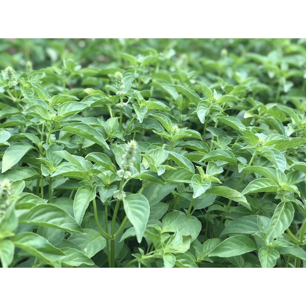 #Hạt_Giống_LÁ_É_Trắng