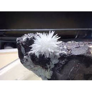 KDP KH2PO4 Không CuSO4 500g