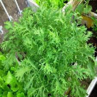 10GR - HẠT GIỐNG CẢI ĐUÔI PHỤNG