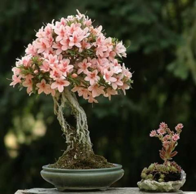 Hạt giống Hoa Đỗ Quyên bonsai mix nhiều màu