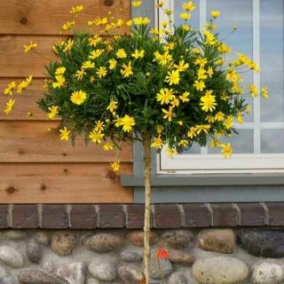 Cây giống Cúc thân gỗ
