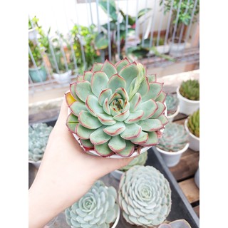 Sen đá viền đỏ cỡ to