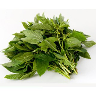 Hạt giống rau đay trắng