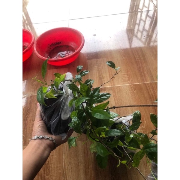 Cây giống lá Giang chuẩn mua 5 cây tặng thêm một cây