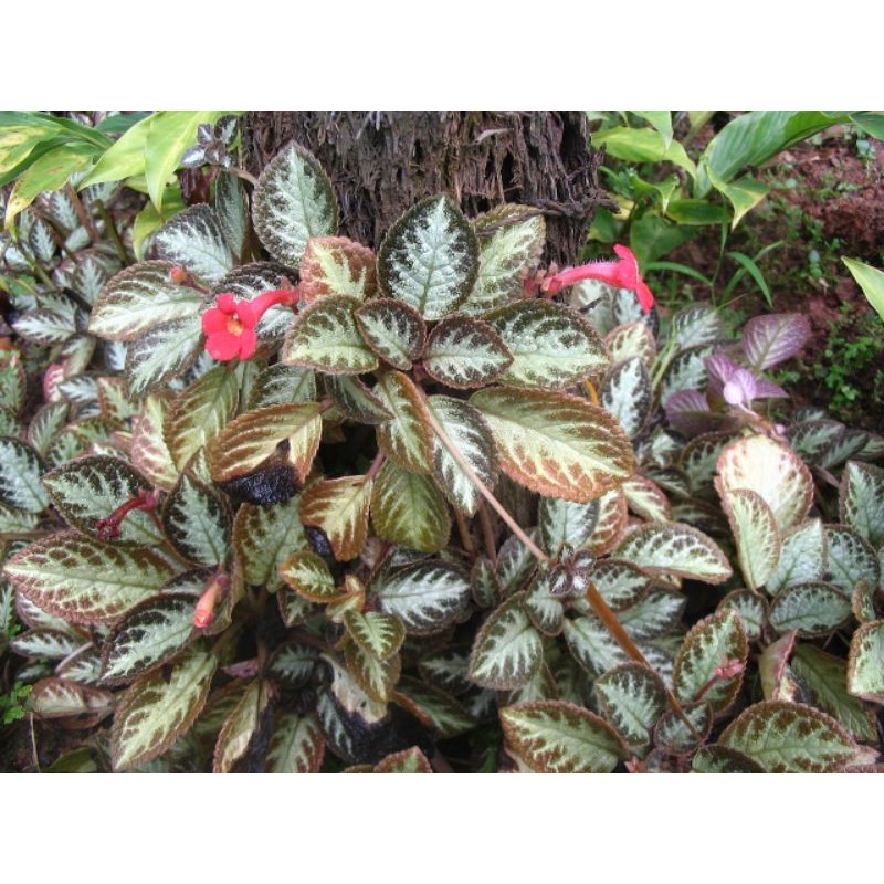 Cây Episcia/ ấm kiếm
