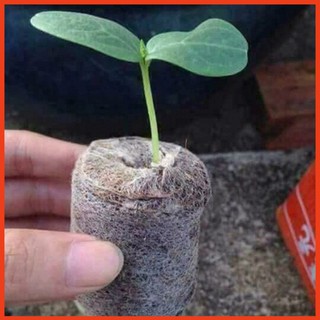 [20 viên] Viên Nén Xơ Dừa_Viên Nén Ươm Hạt_Ươm Lan_Giâm Cành Hiệu Quả Nhất