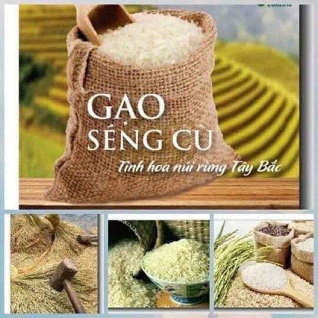 Gạo Séng Cù Mường Khương, Hạt Dài, Cơm Mềm Dẻo, Hương Thơm Ngát, Hàng Loại 1