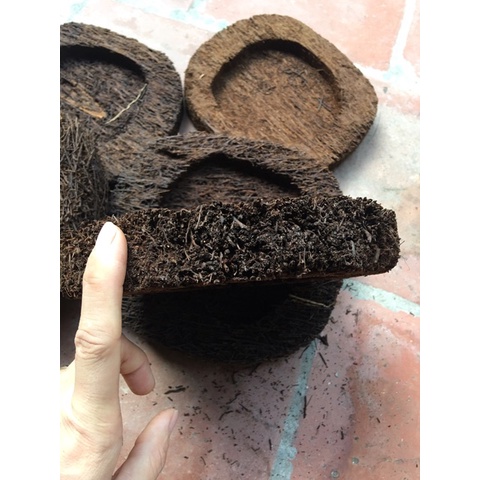 Combo 3 dớn đĩa ghép lan KT 20x 4 cm