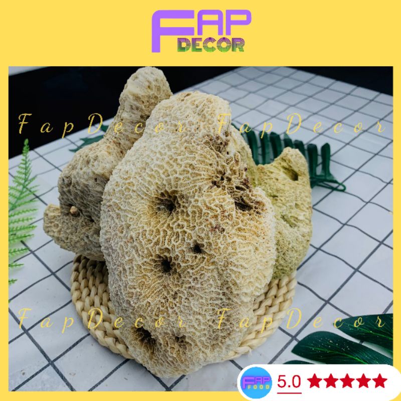 Đá Làm Hòn Non Bộ, Đá Ông Thủy Sinh, Đá Vôi Cứng Họa Tiết Lỗ Làm Hòn Non Bộ, Thủy Sinh Decor Nhà Cửa - FapFood