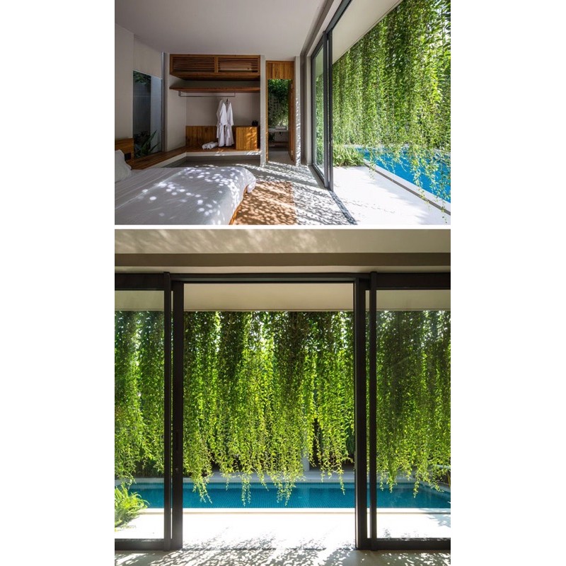 Châu treo dây tóc tiên Asparagus asparagoides