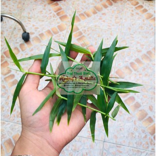 Cây thuỷ sinh TRÚC THUỶ SINH