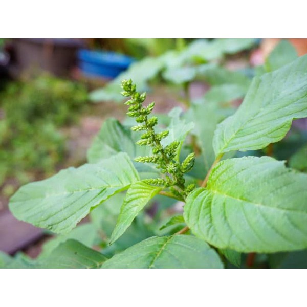 Hạt Giống Rau Dền Xanh (Amaranthus viridis) gói 20gr, hat giong rau sach thuy canh