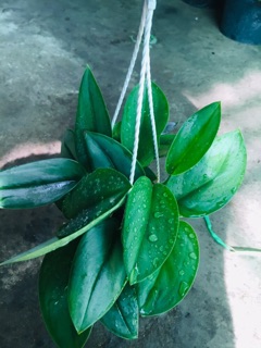 TRẦU BÀ NGỌC TRAI MINI