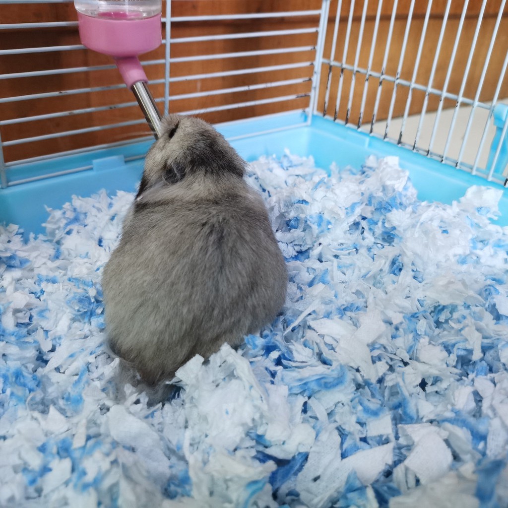 Giấy hamster bông lụa vàng không bụi bẩn gấu khử mùi mùn cưa màu lót vật dụng ấm mùa đông