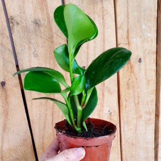 Cây trường sinh xanh
