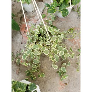 Cây Trầu Bà Càng Cua (Trầu bà Peperomia scandens.)