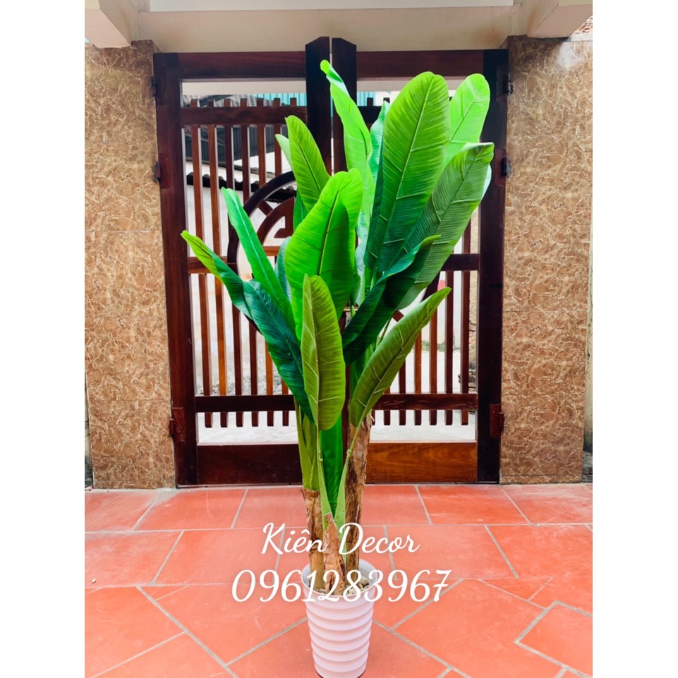 Cây chuối 3 thân chiều cao từ 1m2 đến 2m1 cây Decor trang trí không gian sống và làm việc