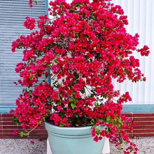 Cây hoa Giấy Đỏ Kép cây size to, hoa lá xum xuê , leo ban công, mái nhà, tạo bonsai cực đẹp