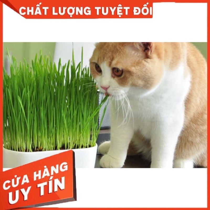 Bộ Kit Trồng Cỏ Mèo Gồm (5 Gói Hạt Giống Cỏ Mèo CATNIP, 5 Gói Nở Pha Lê Hoặc Đất Dinh Dưỡng, Hộp Trồng Cỏ Mèo)