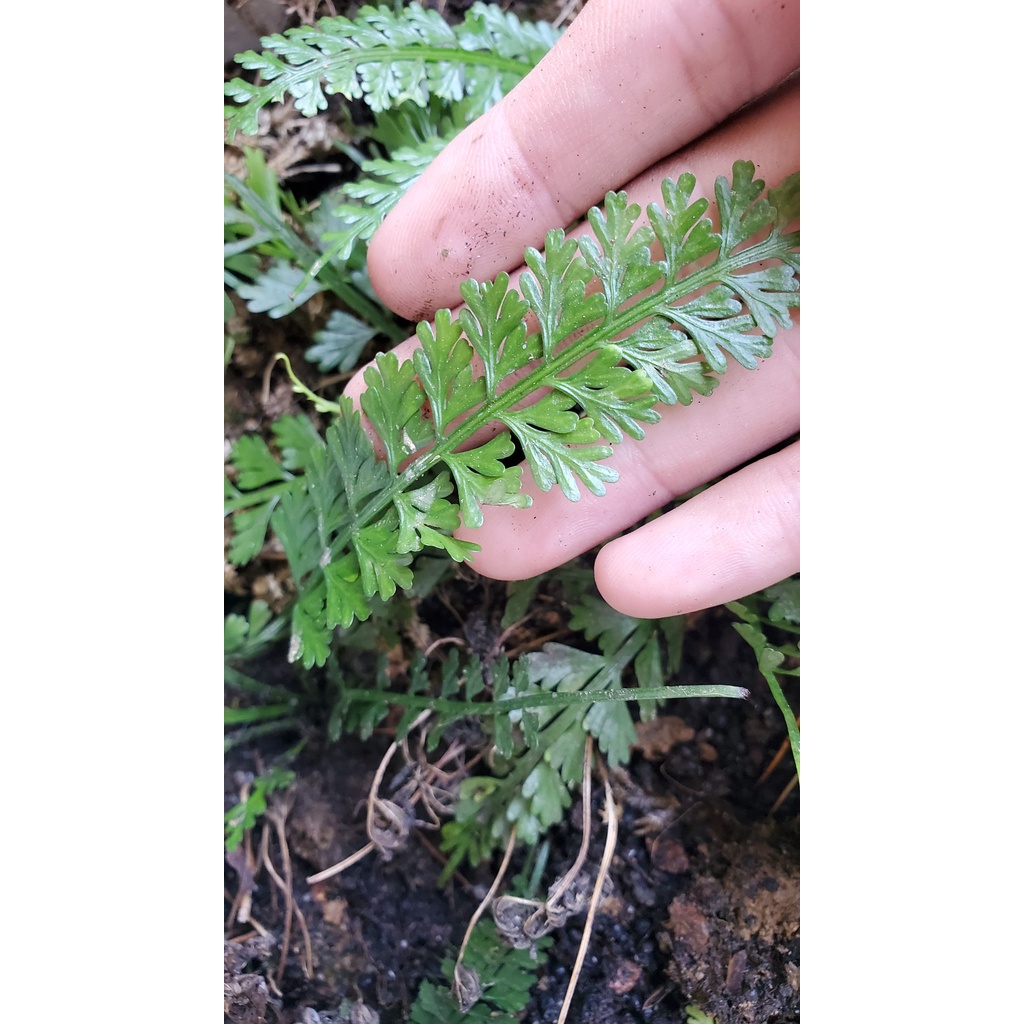 Dương xỉ trang trí hồ bán cạn terrarium