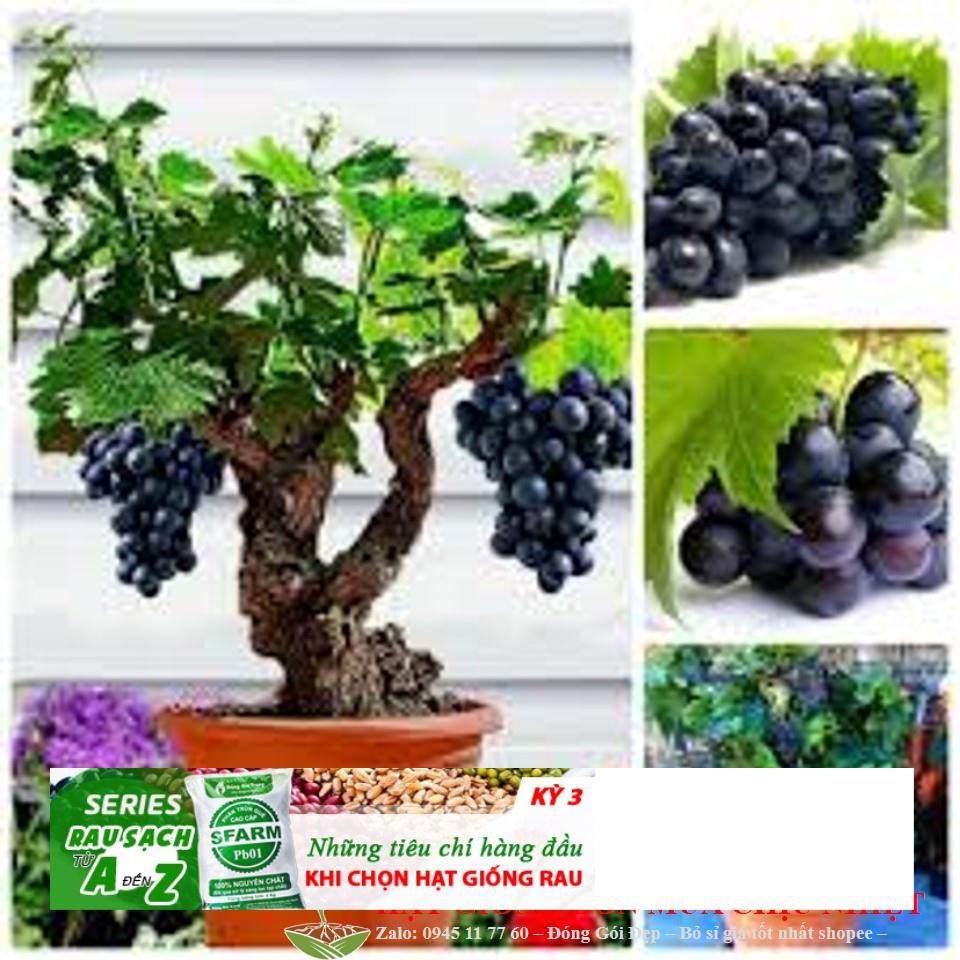 Hạt giống Nho lùn trồng chậu