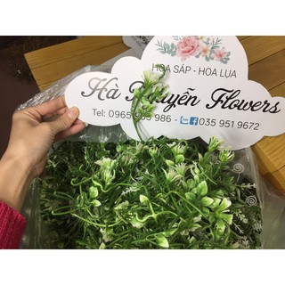 CỎ ĐIỂM KÝ - ĐIỂM HOA LÁ
