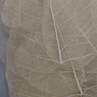 combo 50 lá bồ đề