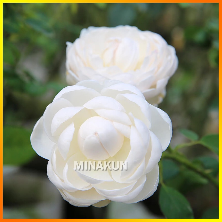 Hoa hồng ngoại Glamis Castle trắng cực thơm - MinaKun Shop
