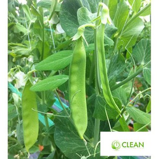 Hạt giống Đậu Hà Lan (Lấy Trái) (10g)