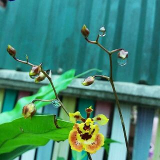 Hoa lan vũ nữ bút chì